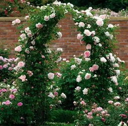 月季花冬季养护：保暖是关键