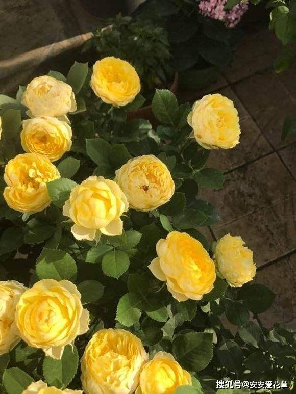 月季金丝雀的忒别之处