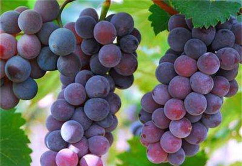 葡萄里的营养宝藏