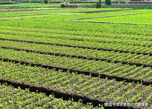 不同气候条件下月季树状种植需要注意哪些关键要点