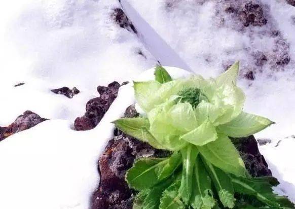 天山雪莲在冰峰之巅，如何顽强生长