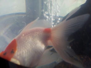 斑马鱼会群游吗？为什么鱼缸里的斑马鱼突然不见了？