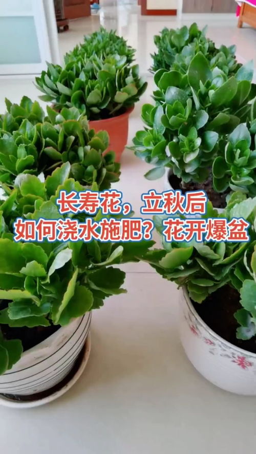 长寿花打骨朵，如何浇水与施肥