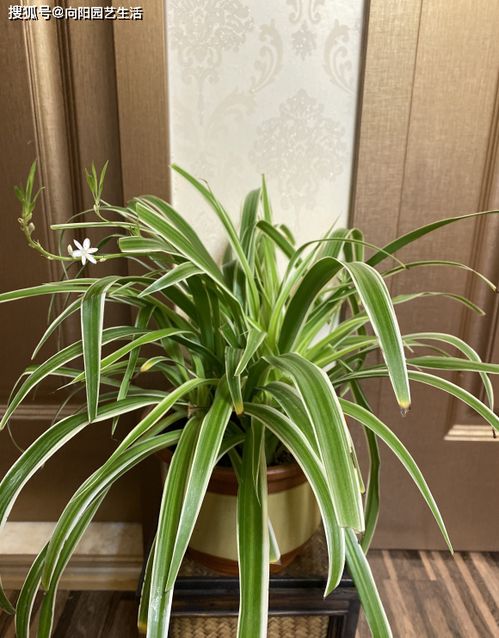 吊兰种植技巧与养护要点