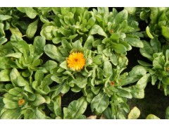 时令花卉：顺应季节的花朵盛宴