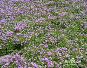 红花酢浆草种植小秘籍