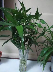 水培竹子的品种介绍