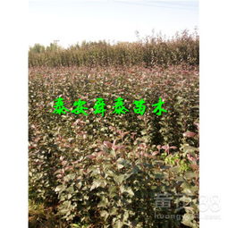 耐寒战士——早熟禾