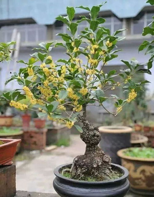 桂花的传统地位