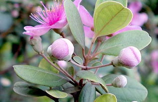 南方庭院种桃金娘烂根怎么办？三招保成活有哪三招？