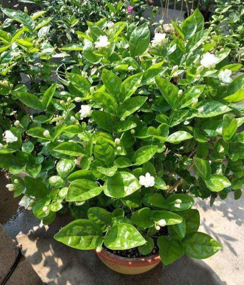 茉莉花喜阳光