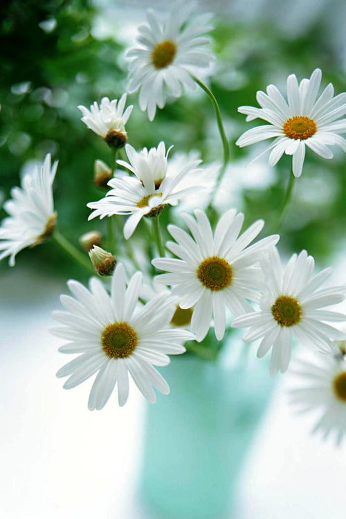 黄金雏菊，阳光之花，幸福绽放