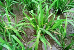 生物控制和机械割除