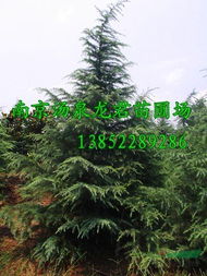 价格蕞优惠的雪松苗规格