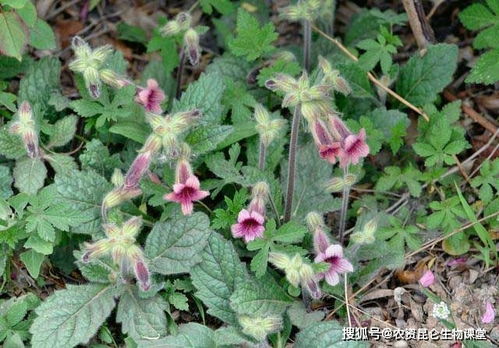 地黄种植技术，关注土壤、气候、病虫害防治