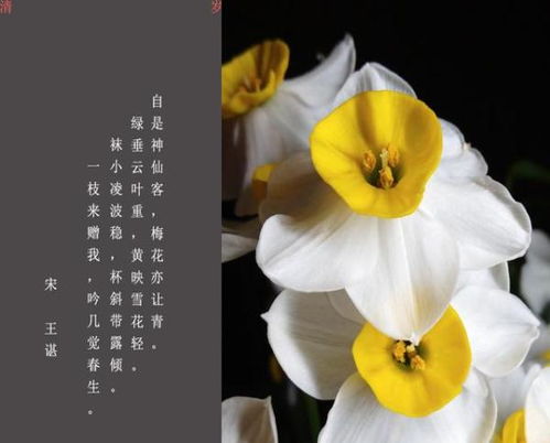 送水仙花有什么特别的寓意吗？它传递了怎样的祝福与希望