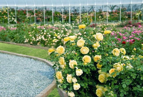 五、 天方夜谭（Fairy Tale）