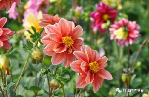 家里的草花， 北方的春天必备