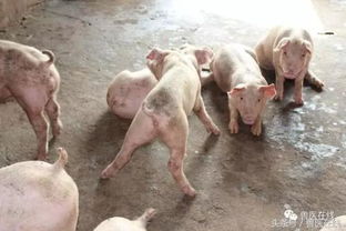 猪病毒性肠炎为何难防难治？诊断与防控方案详解？