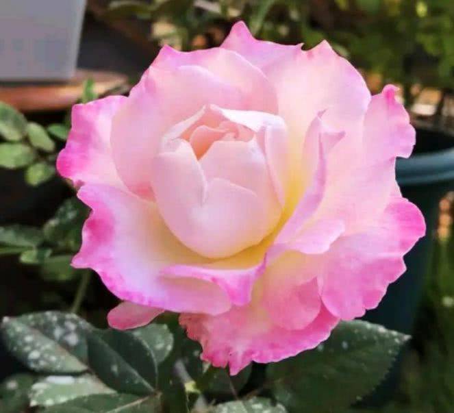 种植法拉皇后月季的注意事项