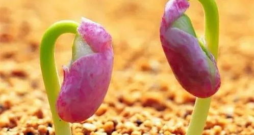 向日葵种子不发芽？别急，我来教你5步催芽法！