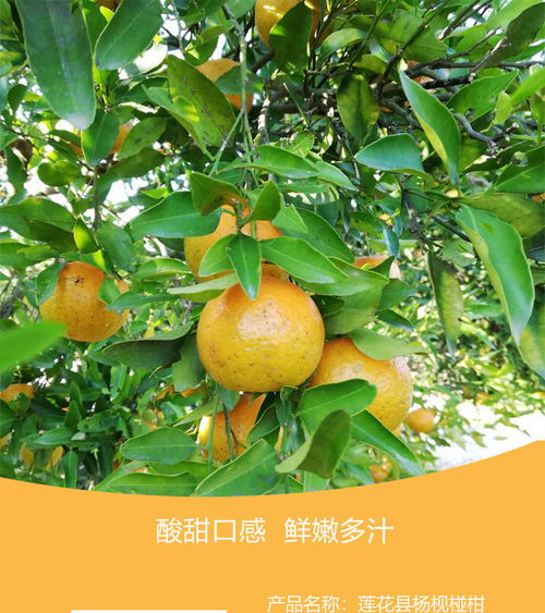 椪柑和橘子是同一种水果吗？口感和外形区别大吗