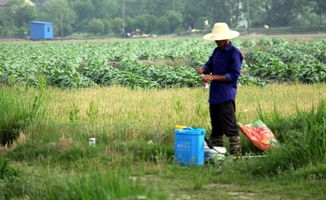 作物打到除草剂后Ke以使用什么解毒剂进行解毒？