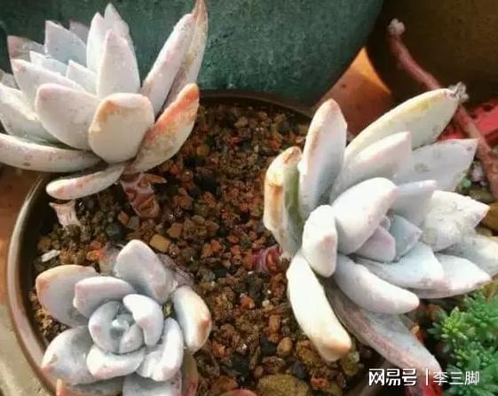 侧芽多肉无根移植，如何成功拆分为两个独立个体