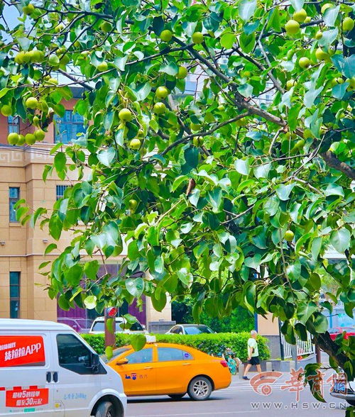 不妨打个比方。假如把胡同中的一棵10多米高的国槐变成只有3米多高的桃树