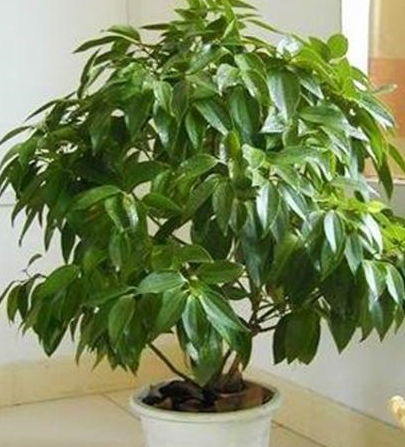 平安树品种繁多，源自世界各地
