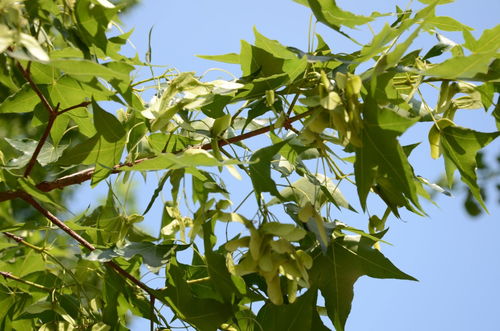 解决方案：三遍冲洗法