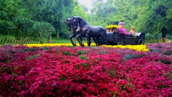 1、耐寒美景——紫叶李