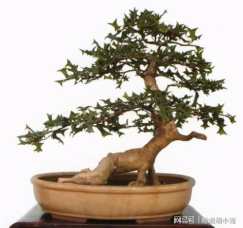 观果盆景， 家里养出新风景