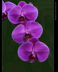 水分管理，保持湿润