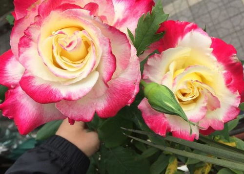 红双喜月季：复色花朵，浓郁香味