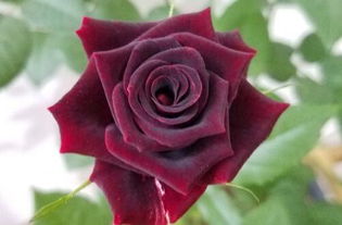 嫩枝扦插，4-5月、9-10月，温度要刚刚好