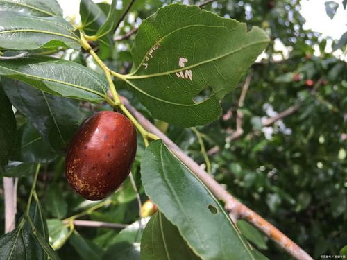 繁殖方法的不同