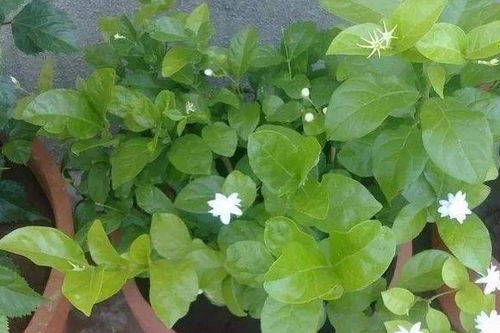 “长效药片浇花，365天绿意盎然，植株疯长2米！”