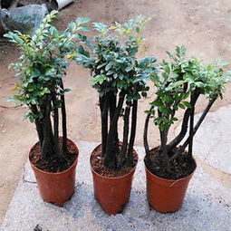 探秘室内绿植世界：耐阴耐寒盆景的神奇力量