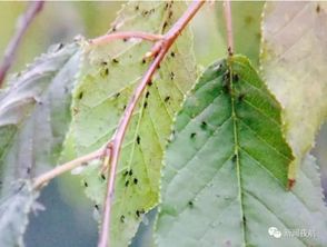 东营白蜡树遭受绵蚜虫害，大量叶片枯黄