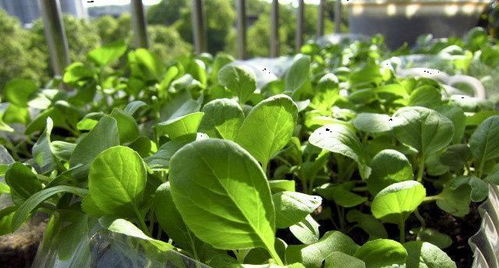 韭菜：生长迅速， 吃法多样