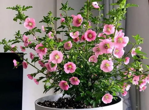 院子里种什么花全年开花？揭秘那些不换品种的秘密！