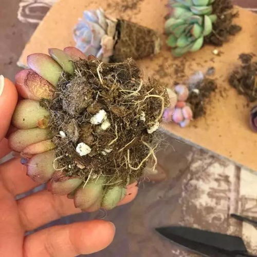 碧光环修根换土后需要注意哪些细节