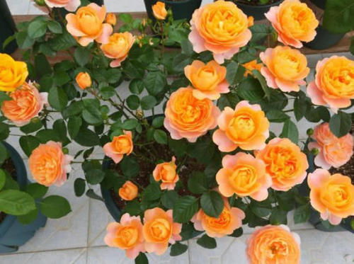 火烈鸟月季：热情如火， 阳光的使者