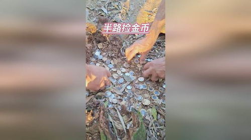 金钱树根烂了如何挽救