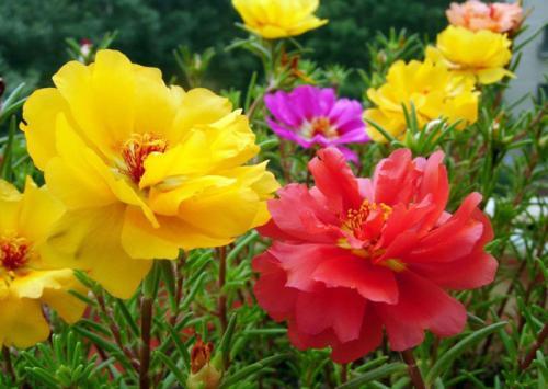 太阳花：阳光下的灿烂笑容