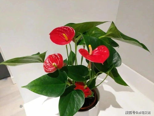 花多多1号和2号，哪种更适合我的花草