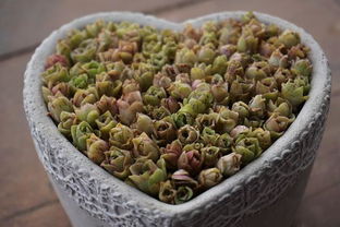 耶罗粉山地玫瑰的养殖方法