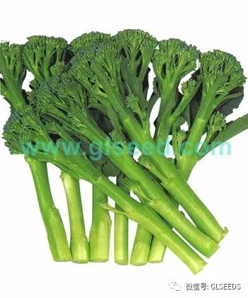 西兰花在种植后约60-70天即可收获
