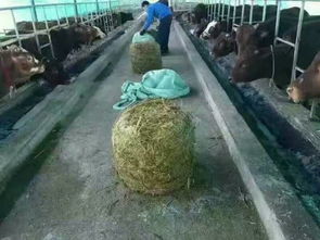 青储饲料喂猪安全吗？老养殖户的血泪经验能借鉴吗？